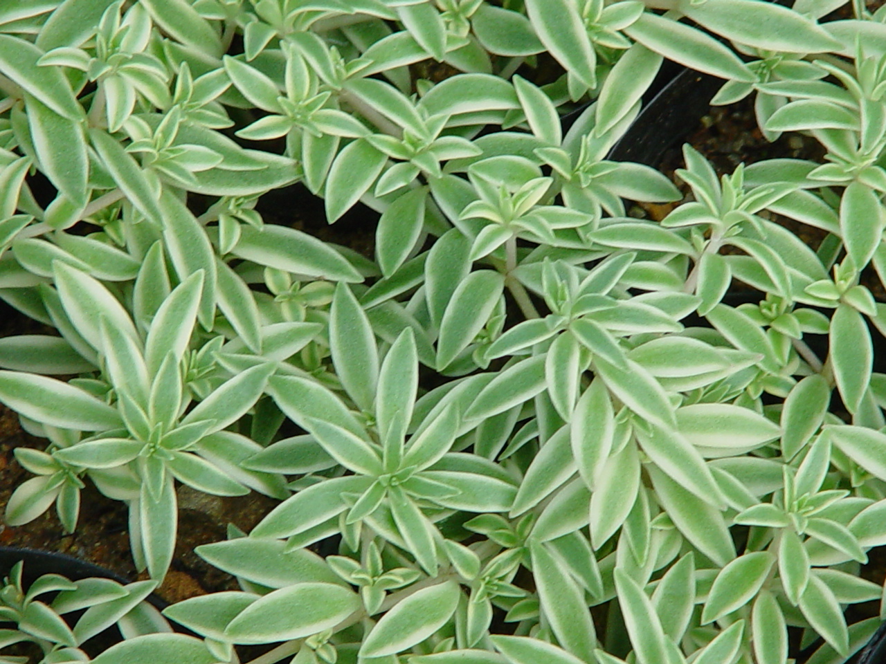 Sedum sarmentosum 'Variegata'